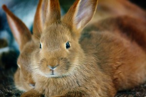 HOW TO CARE FOR YOUR PET RABBIT