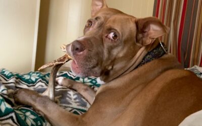 How a Rescue Pitbull Became a Duchess