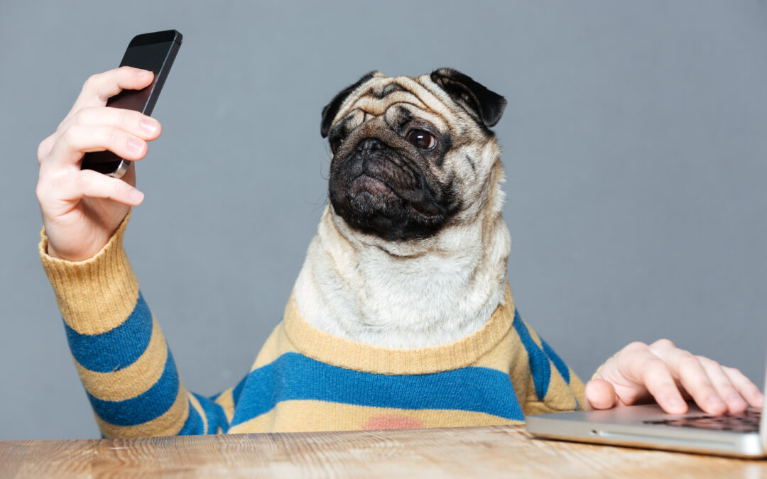 Apps to Make Pet Ownership Easier