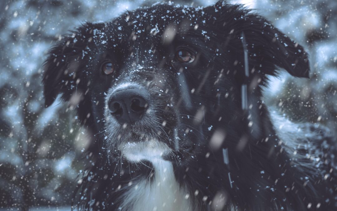 Keeping Your Pets Healthy and Happy Over the Winter